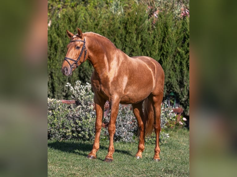 PRE Croisé Hongre 6 Ans 168 cm Palomino in Martfeld