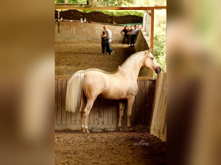 PRE Croisé Hongre 6 Ans 168 cm Palomino in Santa Perpetua de Mogoda