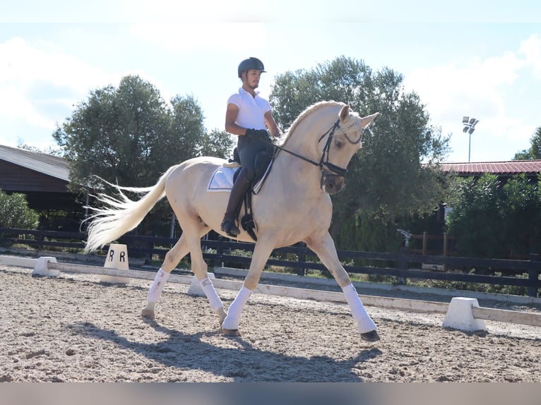 PRE Croisé Hongre 6 Ans 168 cm Palomino in Santa Perpetua de Mogoda