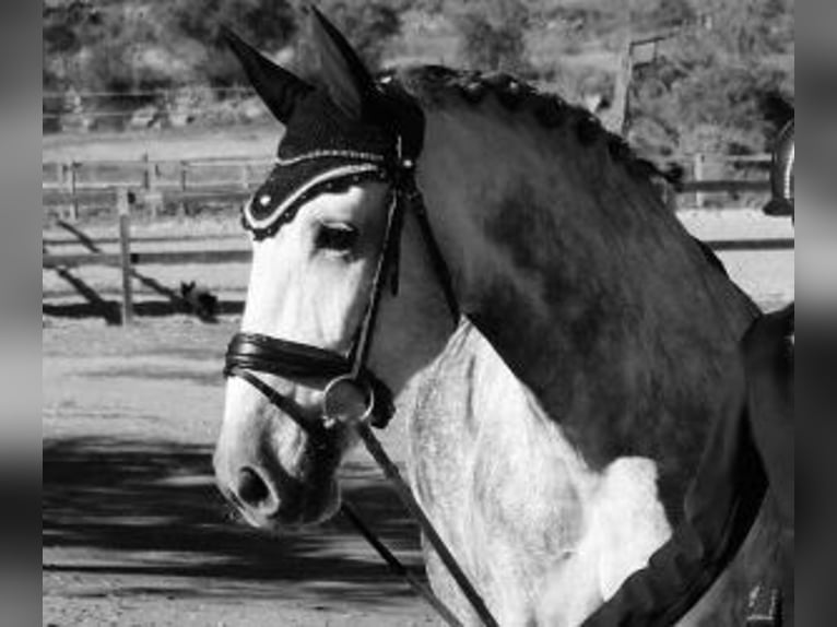 PRE Croisé Hongre 6 Ans 169 cm Gris in Barcelona