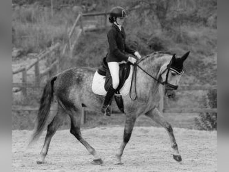 PRE Croisé Hongre 6 Ans 169 cm Gris in Barcelona