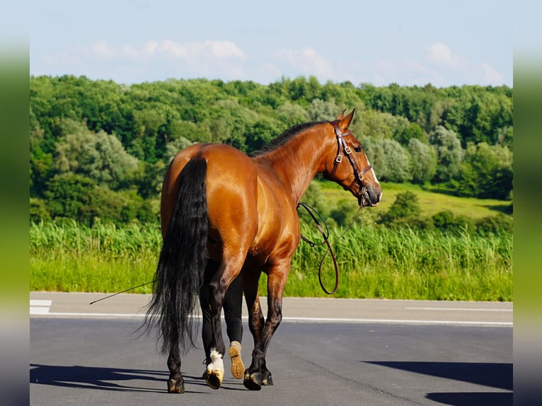 PRE Hongre 6 Ans 170 cm Bai clair in HEUVELLAND