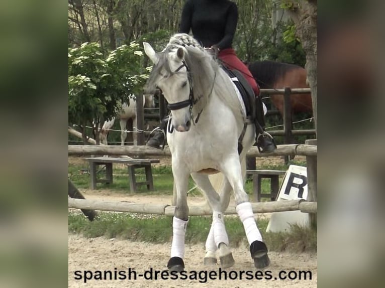 PRE Croisé Hongre 6 Ans 170 cm Gris in Barcelona