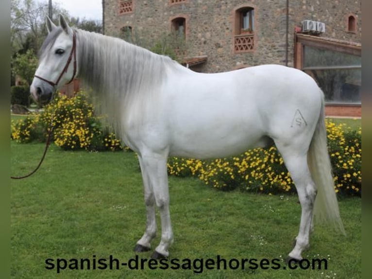PRE Croisé Hongre 6 Ans 170 cm Gris in Barcelona