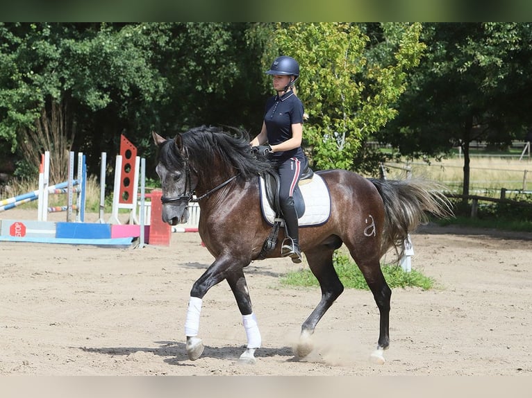 PRE Hongre 6 Ans 170 cm Gris noir in Bötersen