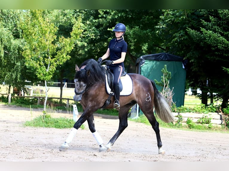 PRE Hongre 6 Ans 170 cm Gris noir in Bötersen