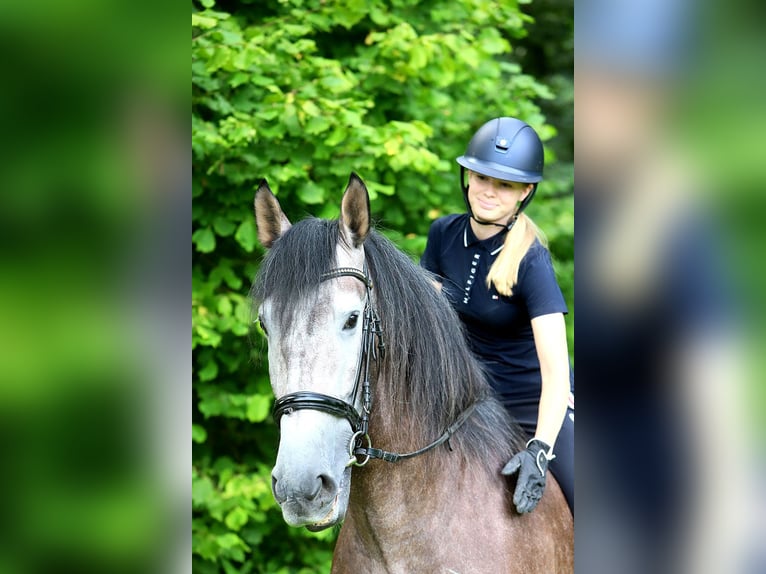 PRE Hongre 6 Ans 170 cm Gris noir in Bötersen