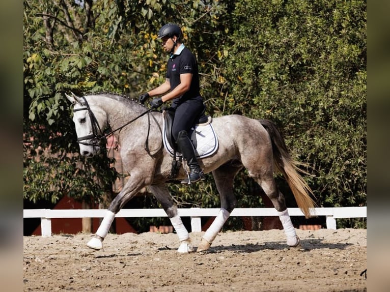 PRE Hongre 6 Ans 171 cm Gris in Daarlerveen