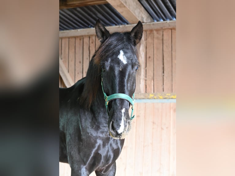 PRE Croisé Hongre 6 Ans 174 cm Noir in Klettgau