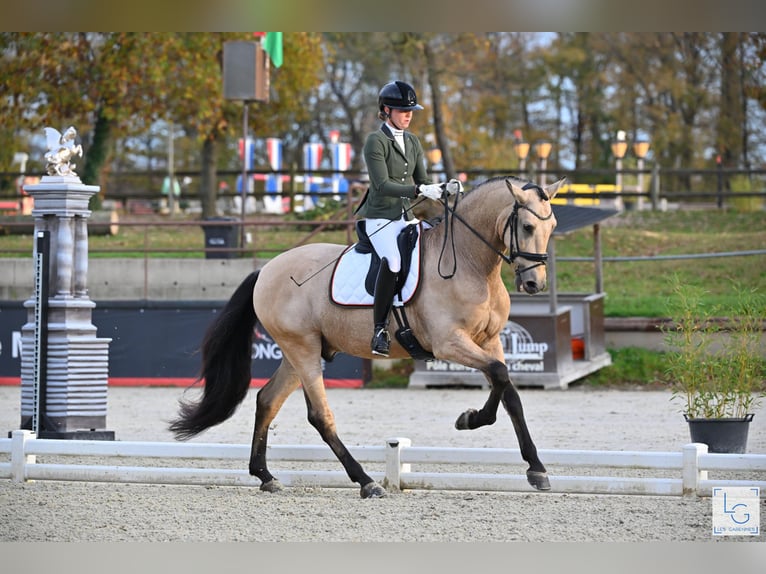 PRE Croisé Hongre 6 Ans 175 cm Buckskin in Vinkeveen