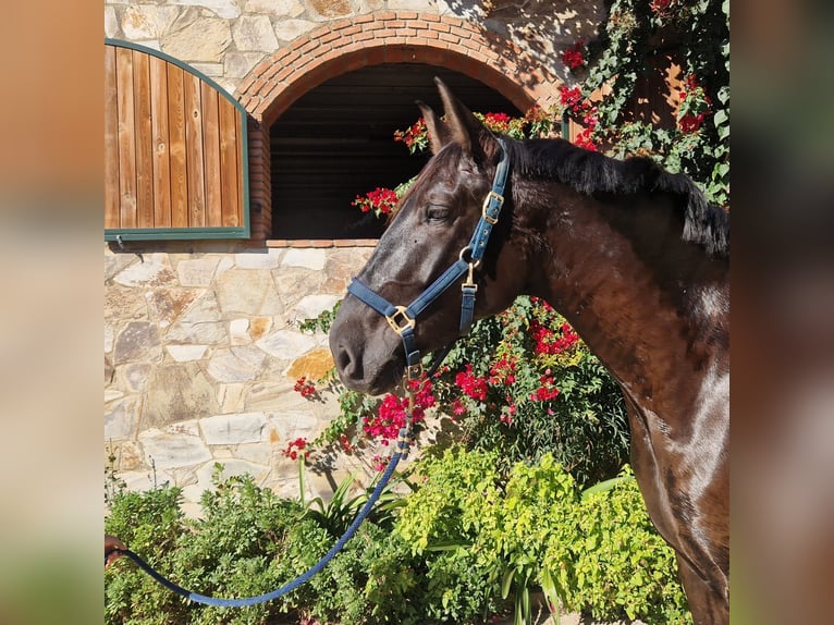PRE Croisé Hongre 6 Ans 175 cm Noir in Santa Maria De Palautordera