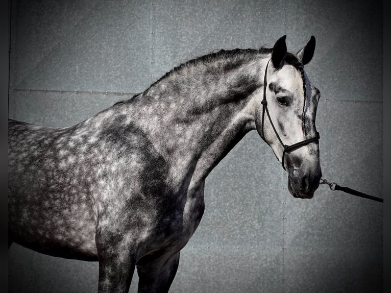 PRE Croisé Hongre 6 Ans 180 cm Gris in 's-Gravenhage