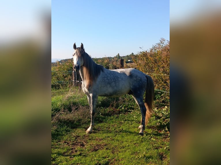 PRE Hongre 6 Ans in Beaumont-lès-Valence