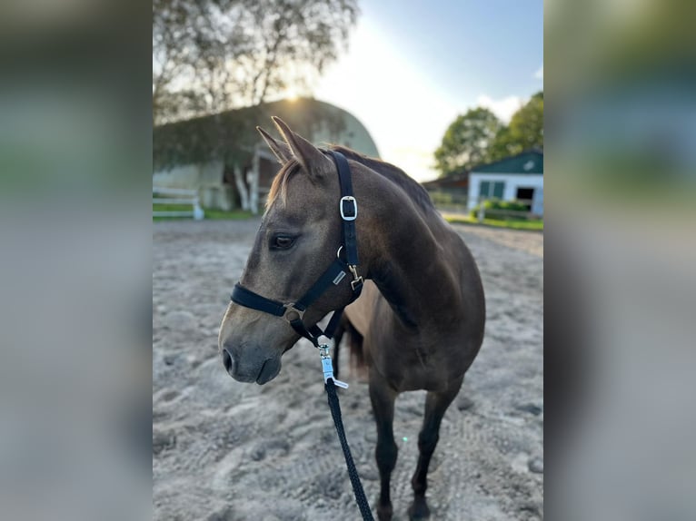 PRE Croisé Hongre 7 Ans 143 cm Buckskin in Nordenham