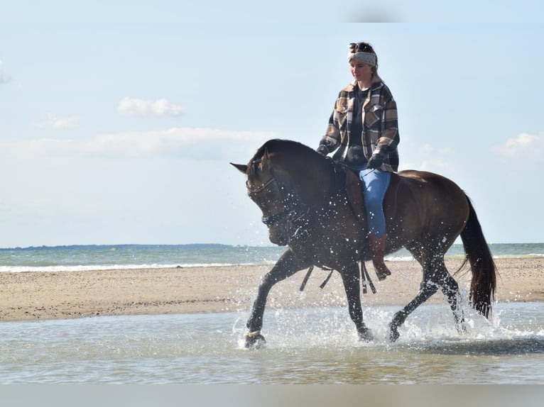 PRE Croisé Hongre 7 Ans 143 cm Buckskin in Nordenham