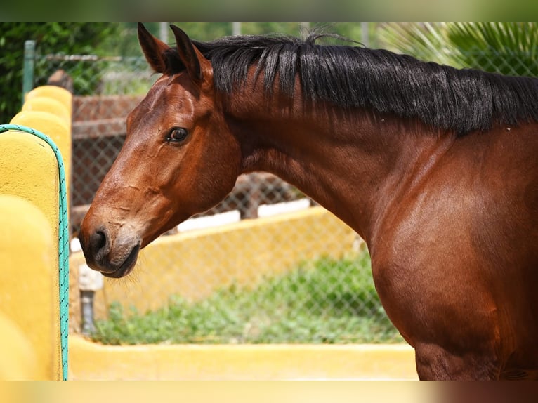 PRE Croisé Hongre 7 Ans 158 cm Bai in Alicante
