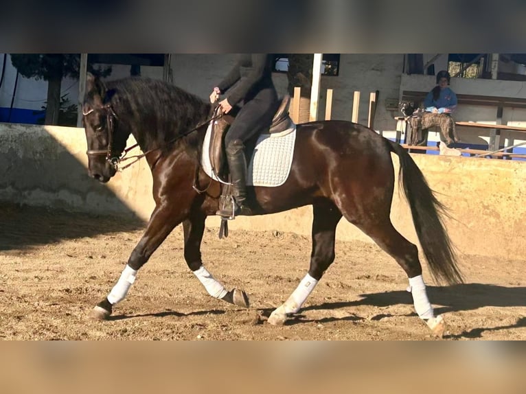 PRE Croisé Hongre 7 Ans 158 cm Noir in Aachen