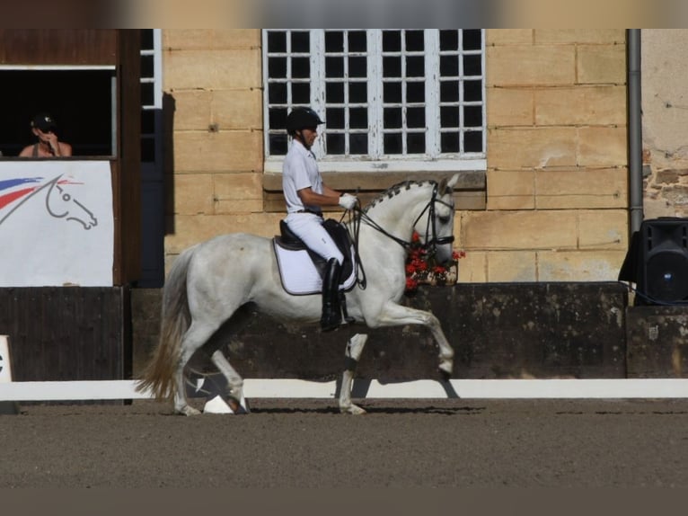 PRE Hongre 7 Ans 159 cm Gris in Limoges