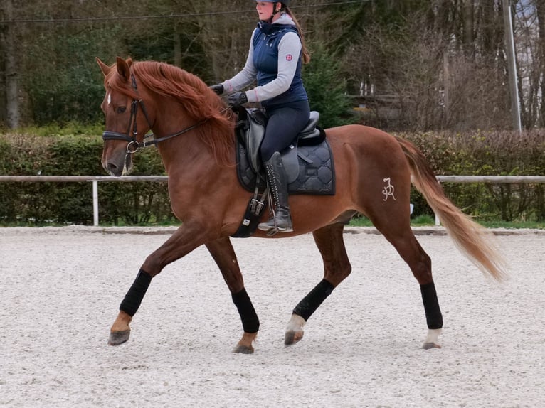 PRE Croisé Hongre 7 Ans 160 cm Alezan in Neustadt (Wied)