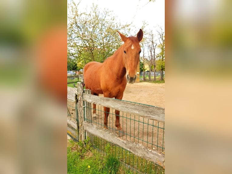 PRE Croisé Hongre 7 Ans 160 cm Alezan in Hildesheim