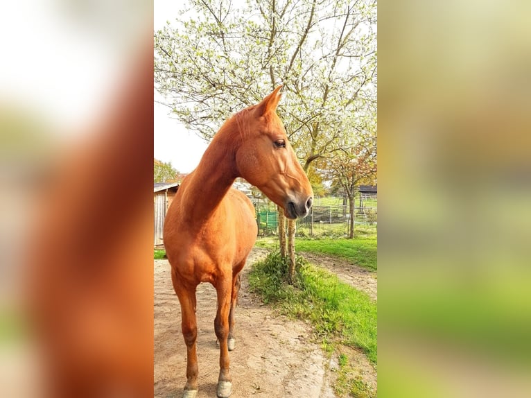 PRE Croisé Hongre 7 Ans 160 cm Alezan in Hildesheim