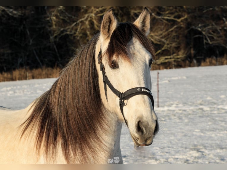 PRE Hongre 7 Ans 160 cm Buckskin in Rastorf