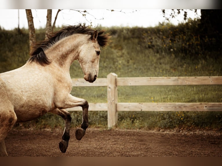 PRE Hongre 7 Ans 160 cm Buckskin in Landshut