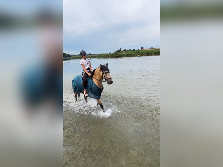 PRE Hongre 7 Ans 160 cm Buckskin in Landshut