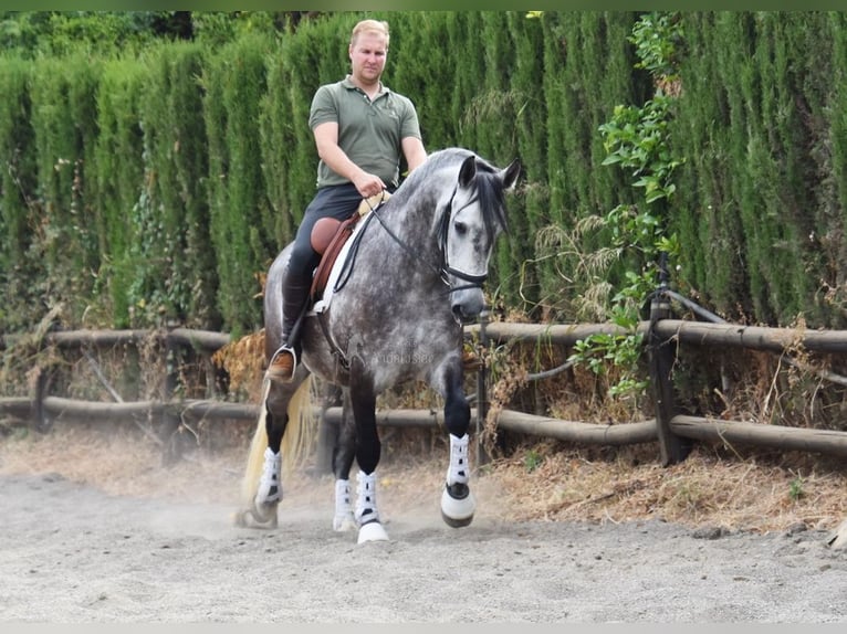 PRE Hongre 7 Ans 160 cm Gris in Provinz Malaga