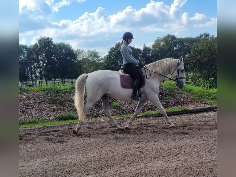PRE Croisé Hongre 7 Ans 160 cm Gris in Karlshuld