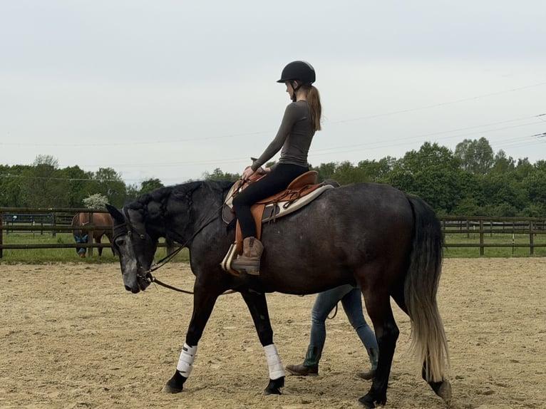 PRE Hongre 7 Ans 160 cm Gris noir in Marl