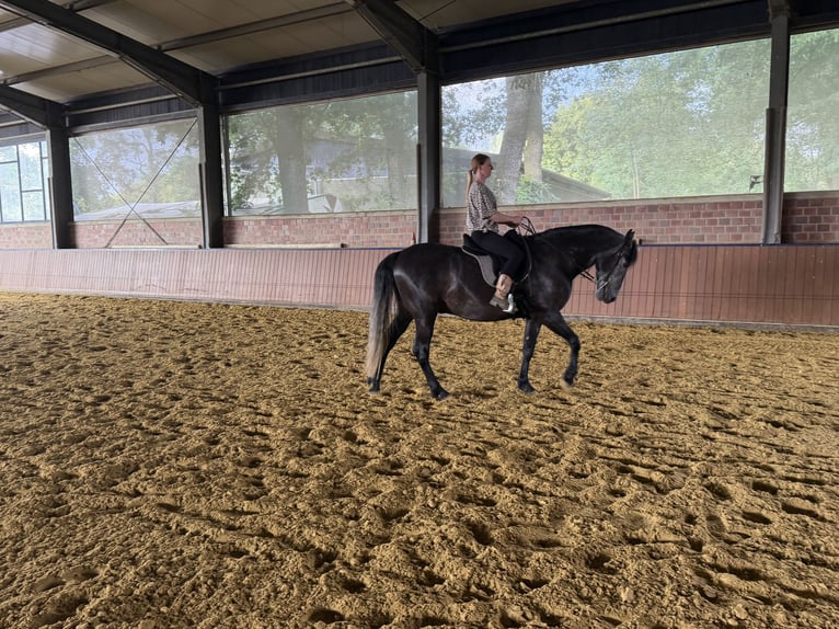 PRE Hongre 7 Ans 160 cm Gris noir in Oer-Erkenschwick