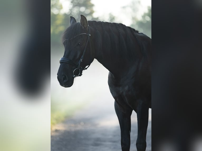PRE Croisé Hongre 7 Ans 160 cm Noir in Senden