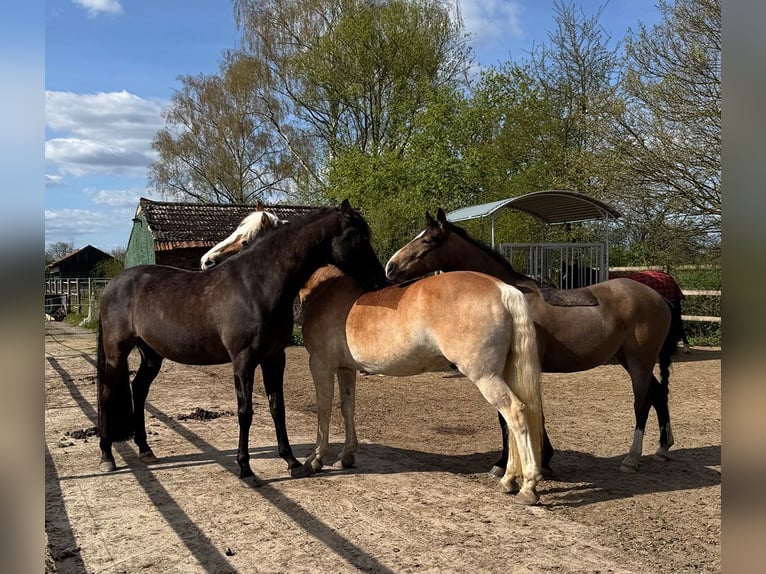 PRE Croisé Hongre 7 Ans 160 cm Noir in Senden