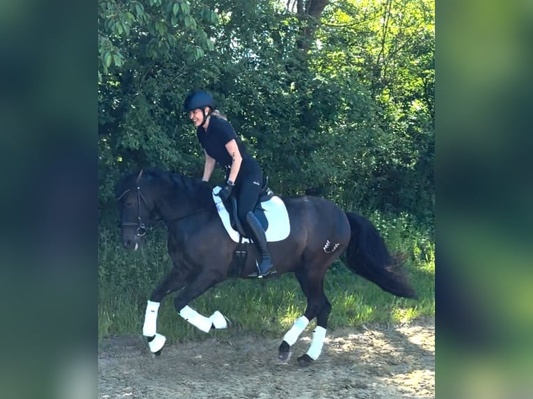 PRE Croisé Hongre 7 Ans 160 cm Noir in Senden