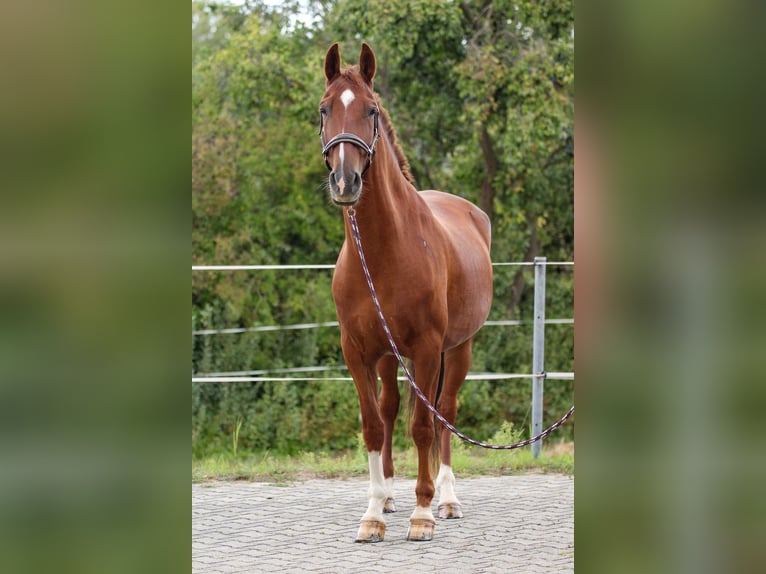PRE Croisé Hongre 7 Ans 161 cm Alezan in Bautzen