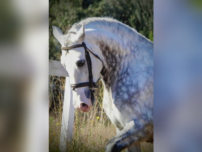 PRE Croisé Hongre 7 Ans 161 cm Gris in Valencia