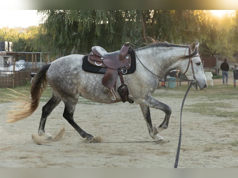 PRE Croisé Hongre 7 Ans 162 cm Gris in Castello D&#x27;Empuries