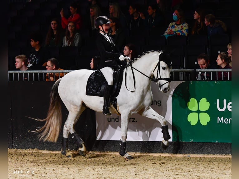 PRE Croisé Hongre 7 Ans 162 cm Gris in Schalksm&#xFC;hle