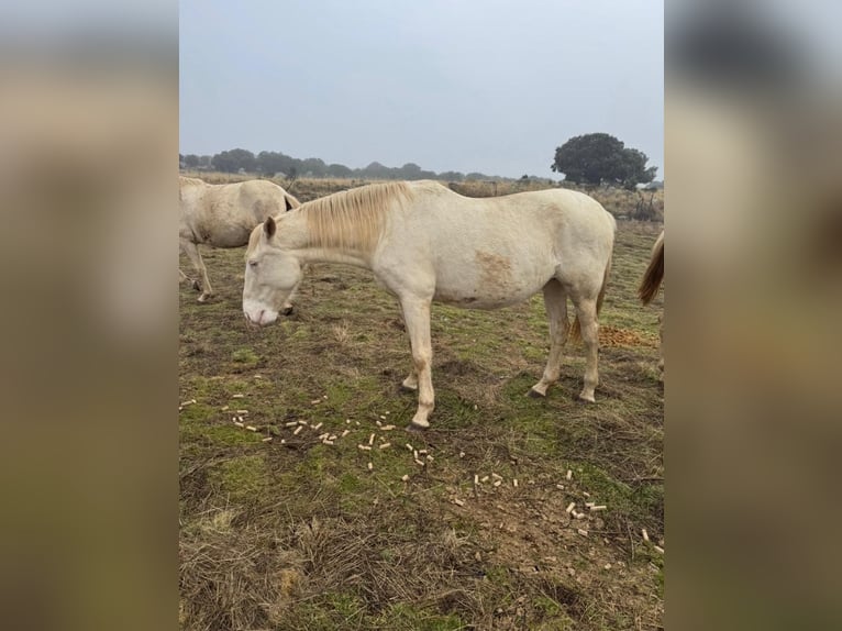 PRE Hongre 7 Ans 162 cm Gris in Avila