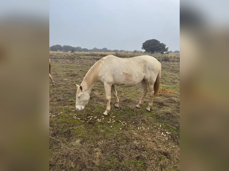 PRE Hongre 7 Ans 162 cm Gris in Avila