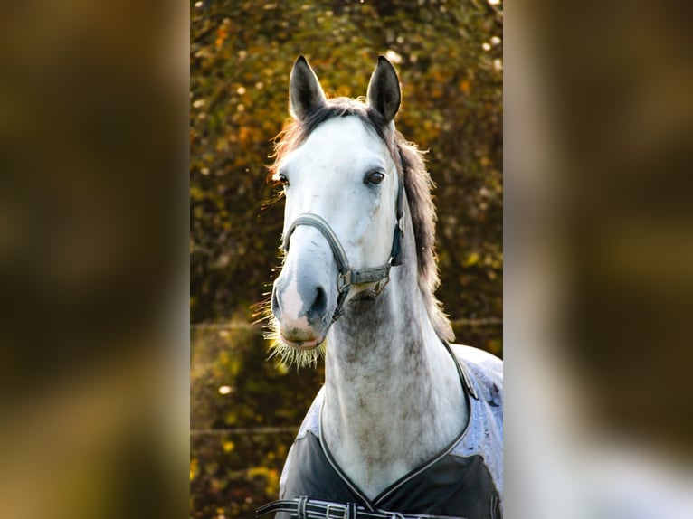 PRE Croisé Hongre 7 Ans 162 cm Gris moucheté in Buchloe