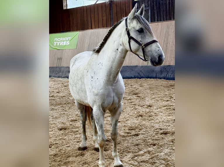 PRE Croisé Hongre 7 Ans 162 cm Gris pommelé in Wegeleben