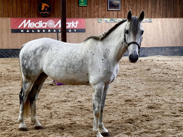 PRE Croisé Hongre 7 Ans 162 cm Gris pommelé in Wegeleben