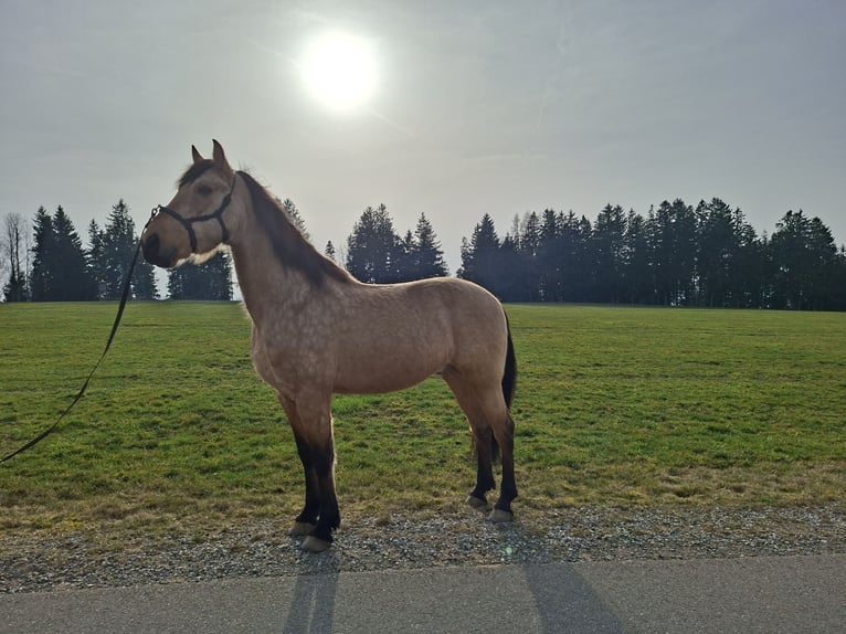 PRE Croisé Hongre 7 Ans 162 cm Isabelle in Kempten