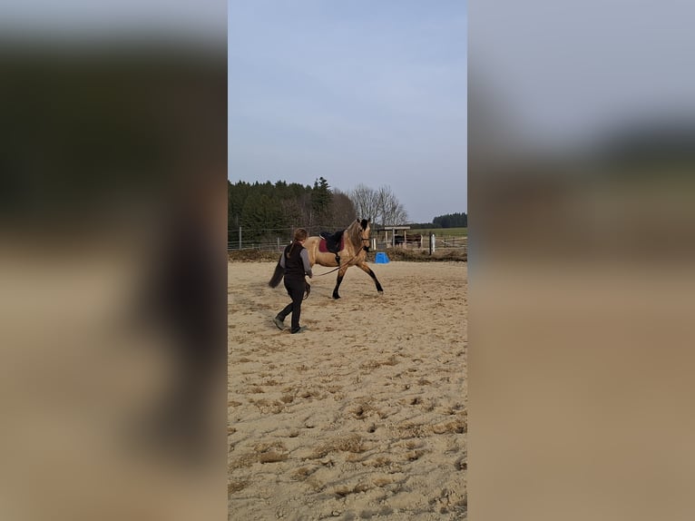 PRE Croisé Hongre 7 Ans 162 cm Isabelle in Kempten