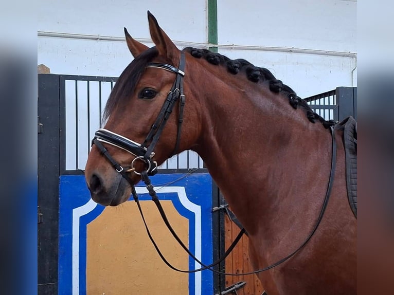 PRE Croisé Hongre 7 Ans 163 cm Bai cerise in Madrid