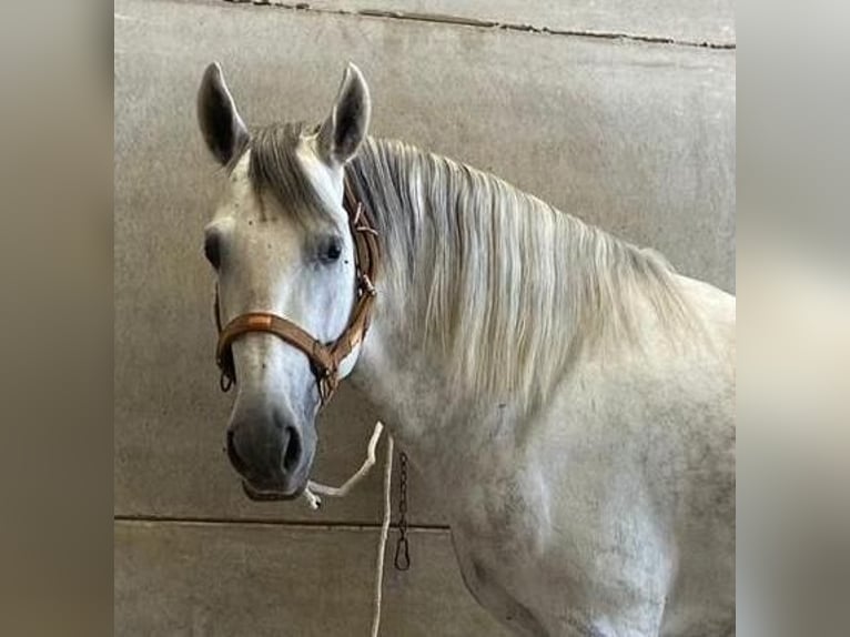 PRE Croisé Hongre 7 Ans 163 cm Gris in MADRID