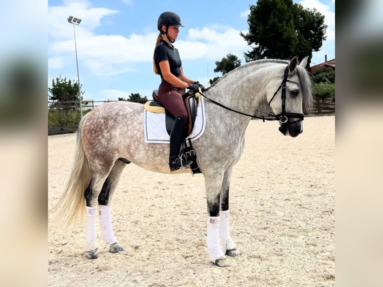 PRE Croisé Hongre 7 Ans 163 cm Gris in Santa Perpetua de Mogoda
