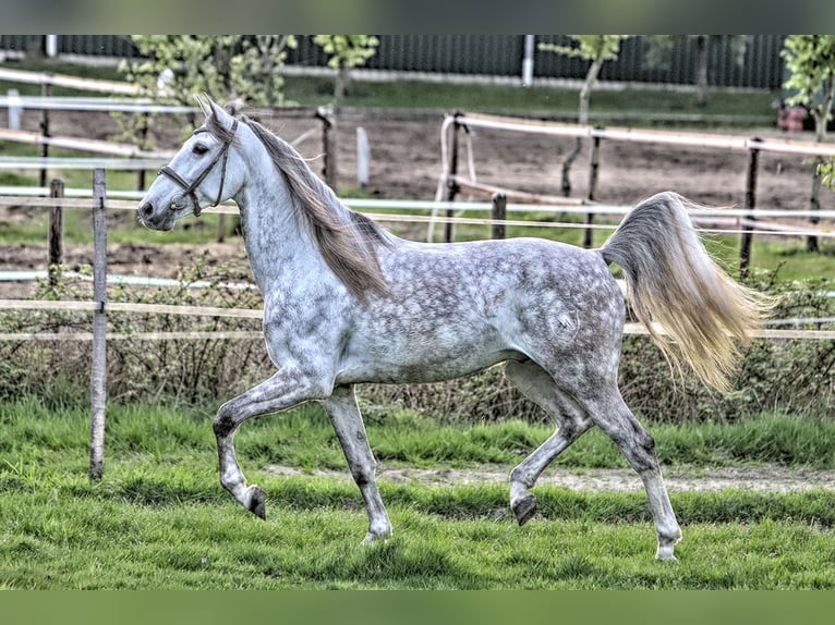 PRE Croisé Hongre 7 Ans 163 cm Gris in Bötersen